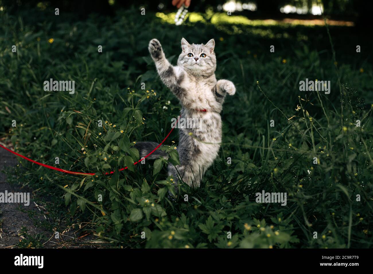 Kitten breed Scottish Straight, aged 4 months, gray striped color on a walk in the summer. The cat on a leash is trained, played and jumps. High quality photo Stock Photo