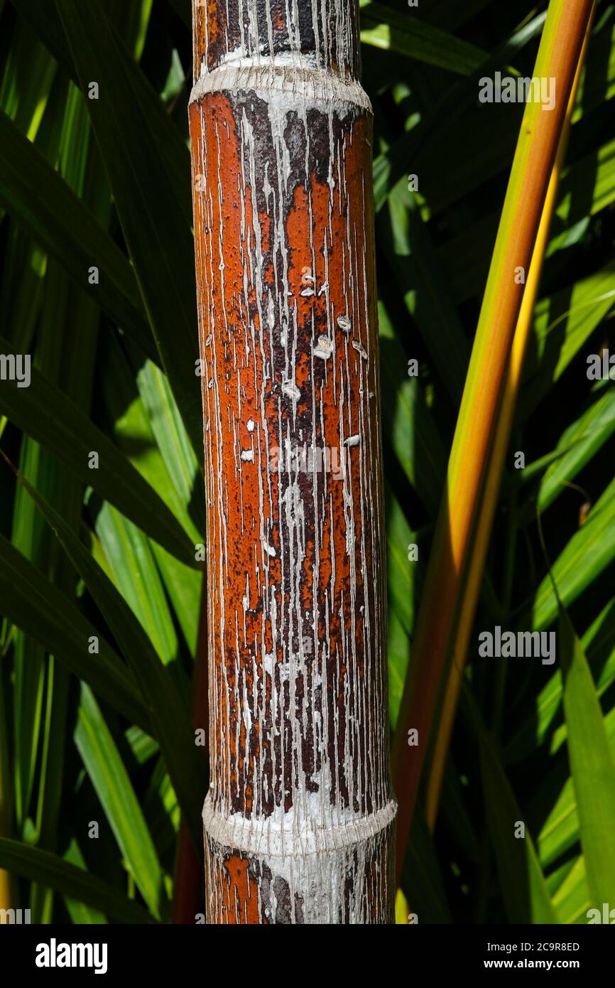 Fargesia species jiuzhaigou 1 hi-res stock photography and images - Alamy