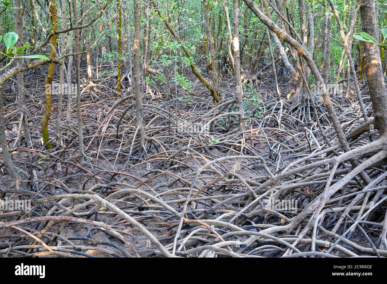 Mangrove forest and mangrove roots at low tide, near Darwin, Northern Territory, Australia Stock Photo