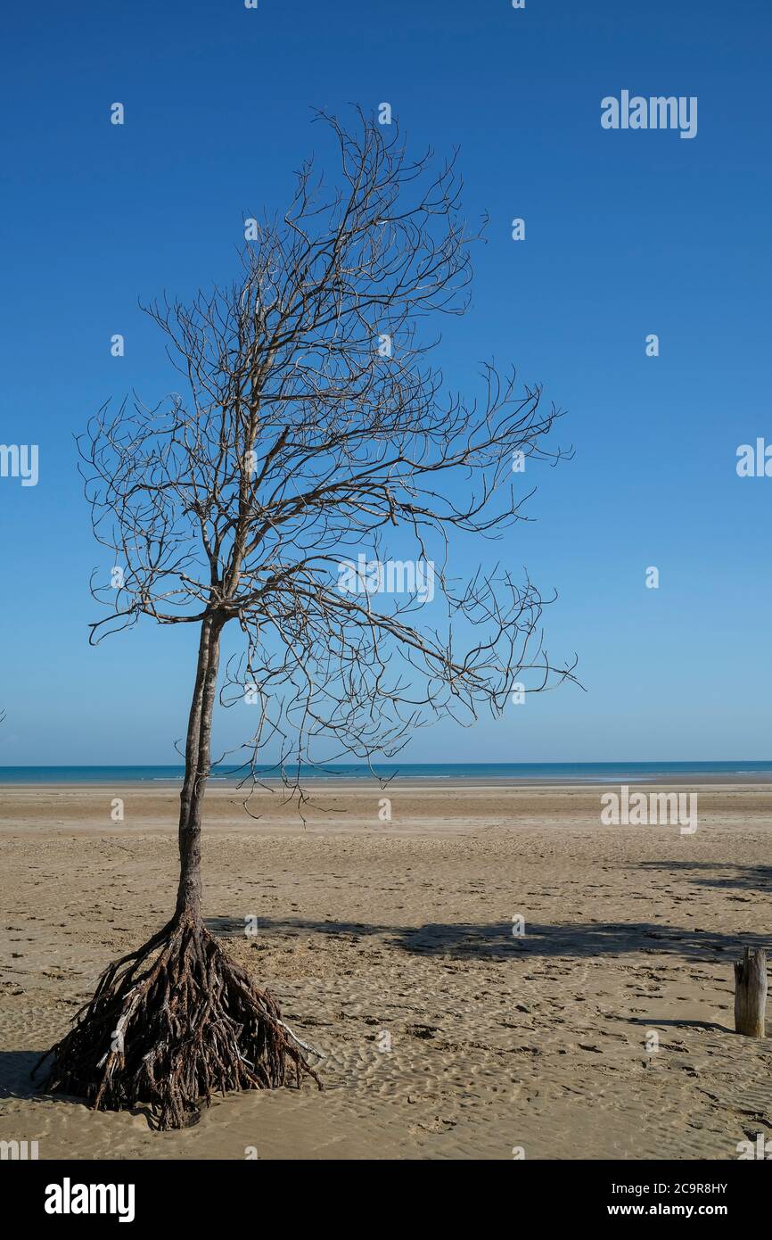 Dead mangrove tree on beach Stock Photo