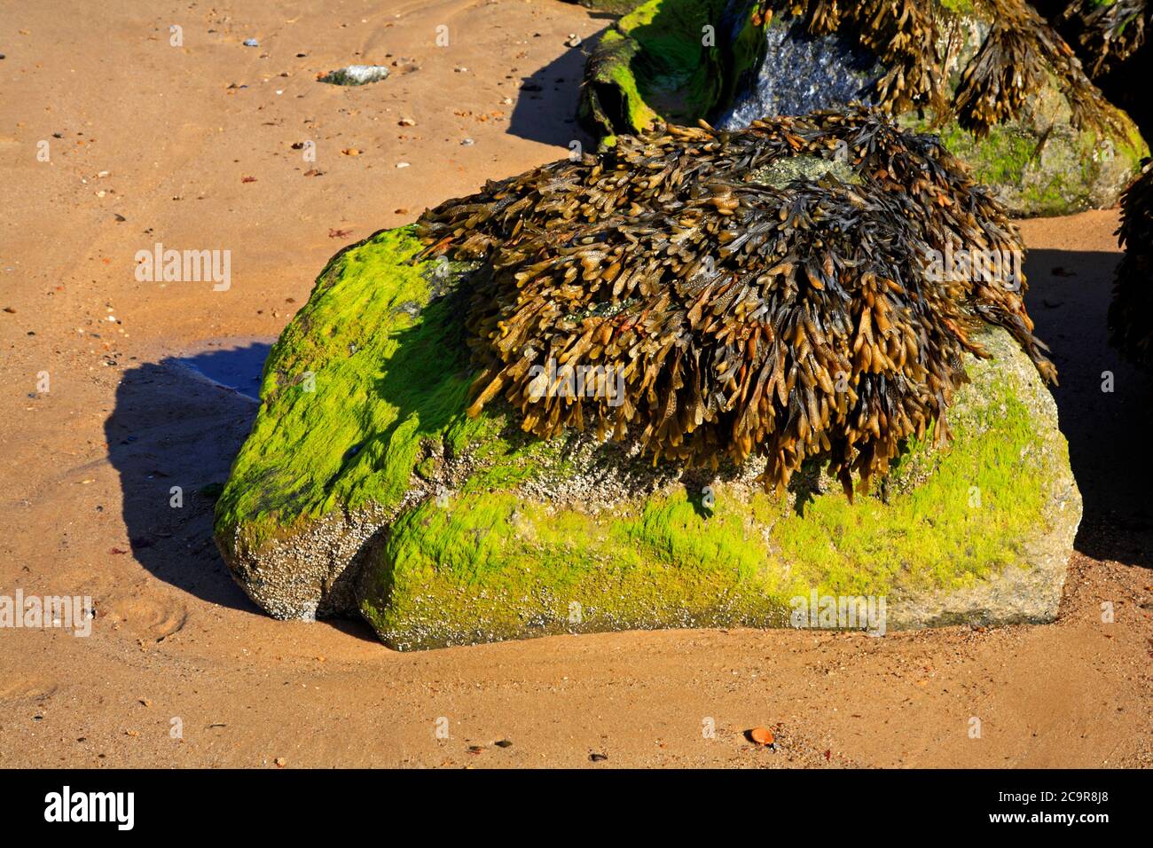 Channelled wrack, Pelvetia canaliculata, colonising imported rock sea defences on the North Norfolk coast at Sea Palling, Norfolk, England, UK. Stock Photo