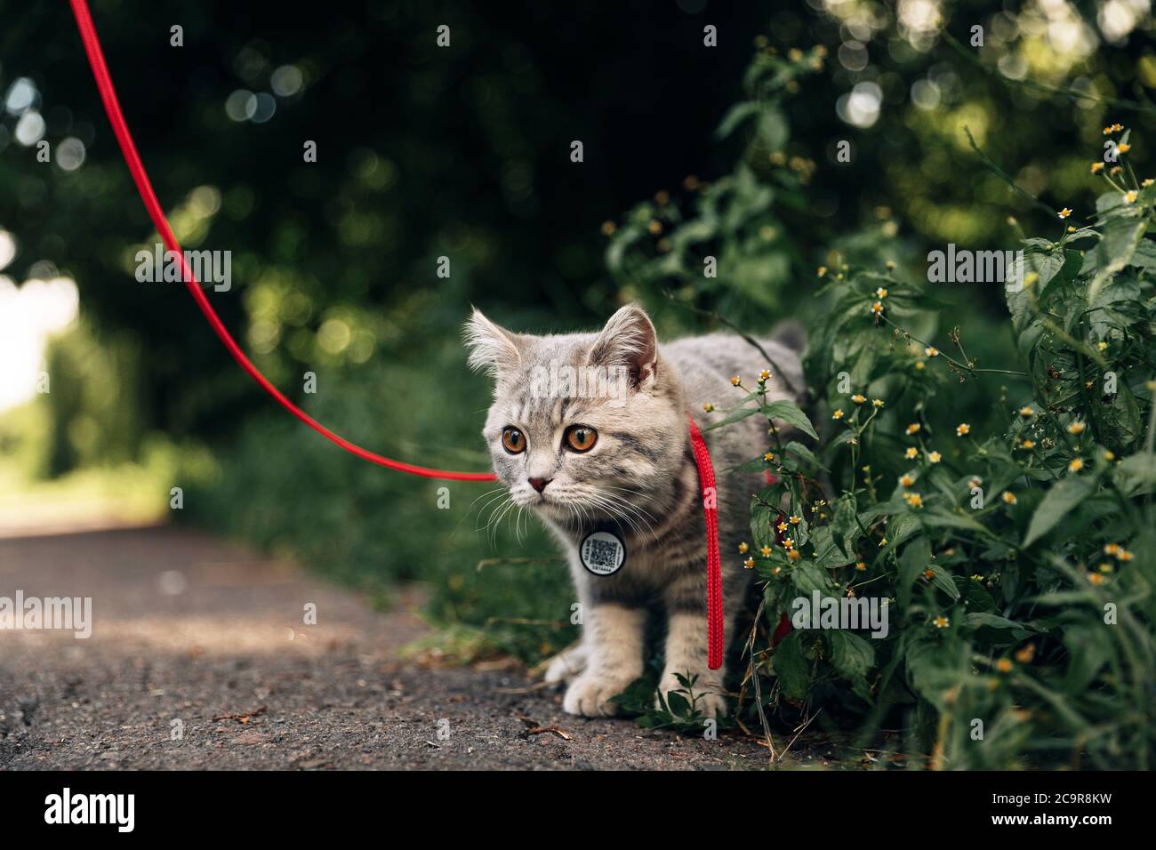 Four-month-old Scottish Straight kitten walks on the grass in summer on a leash with a qr ID passport. High quality photo Stock Photo