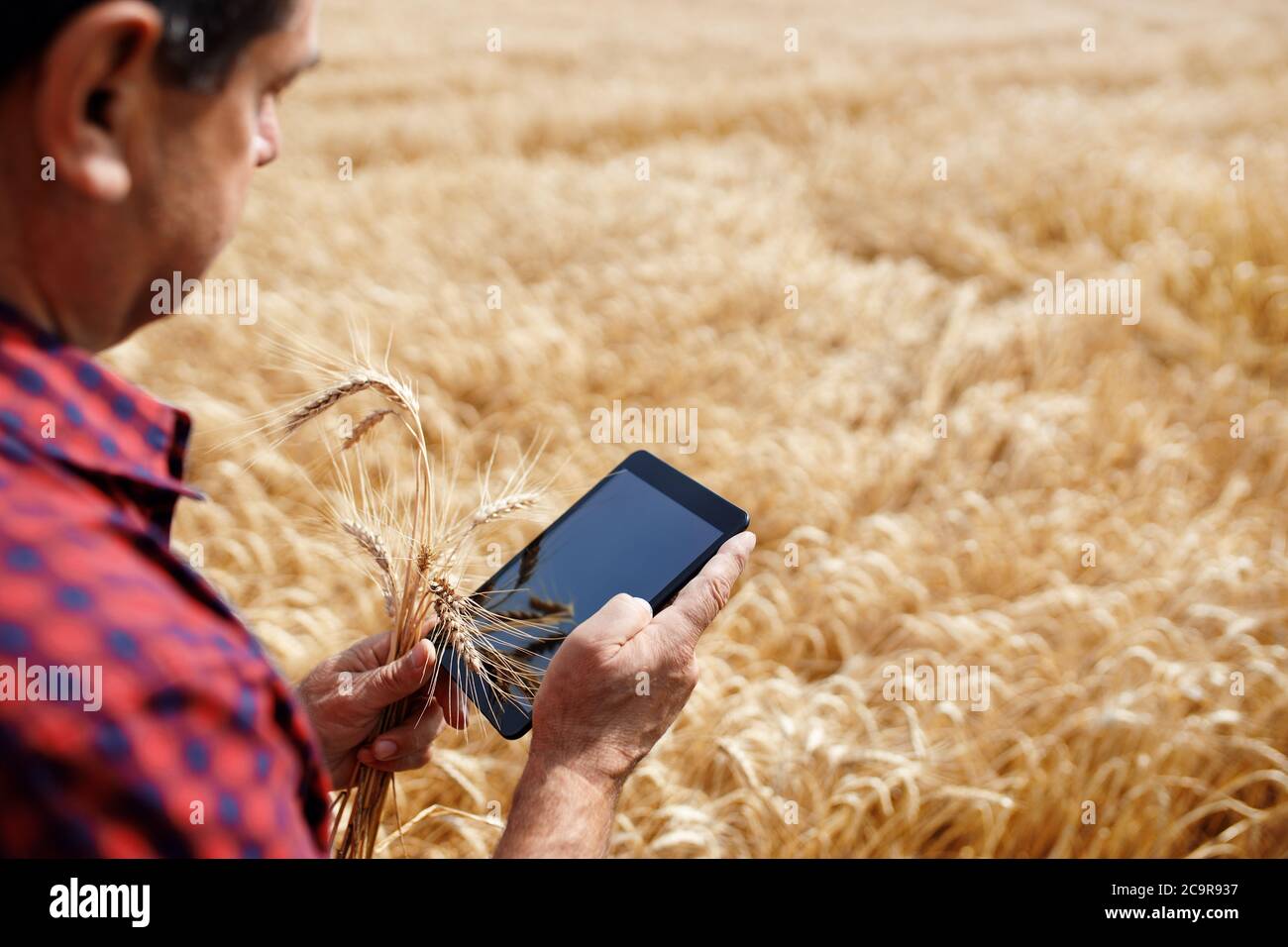 Farmer in wheat field hi-res stock photography and images - Alamy