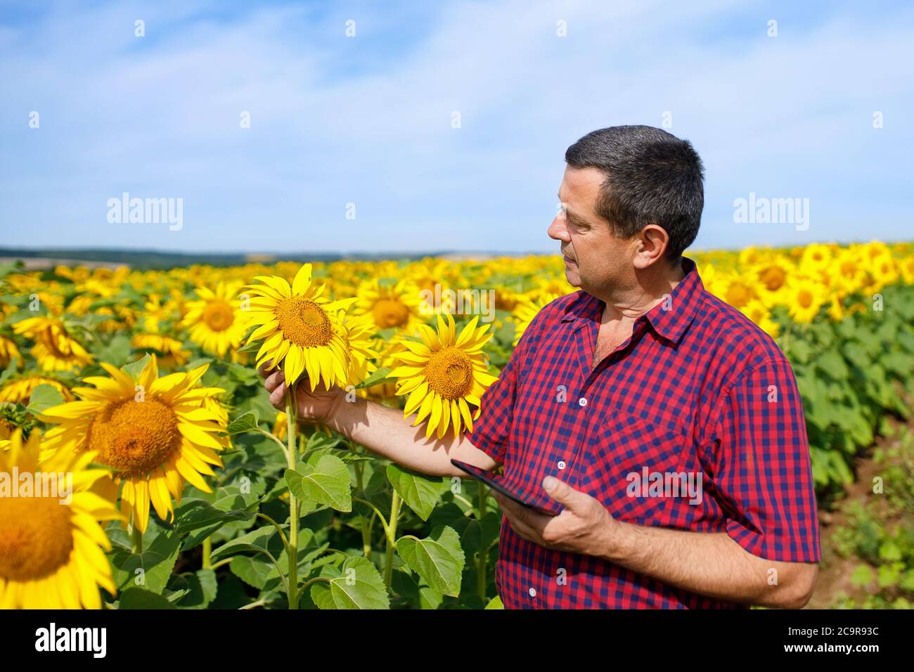farmer in sunflower field Stock Photo