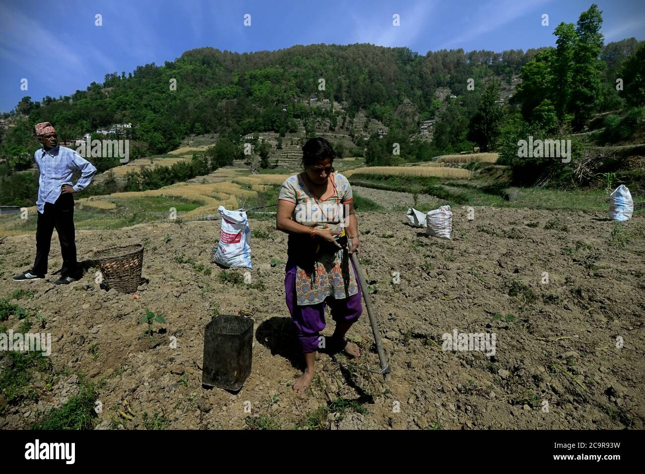 A woman farmer harvesting potato in a rural area on the outskirts of Bhaktapur, Nepal. Stock Photo