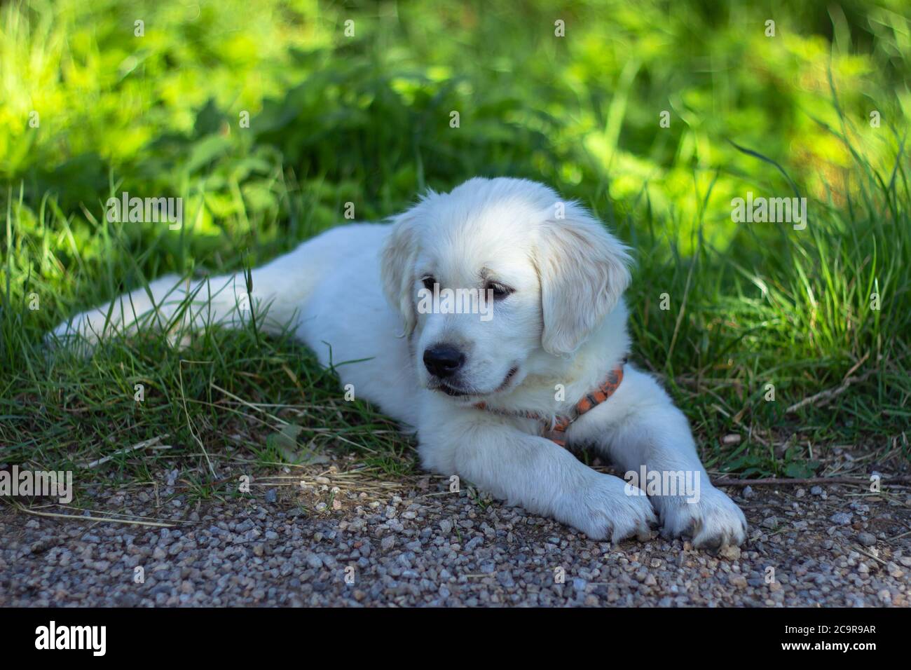 Puppy of Golden Retriever. Portrait of a cute Golden Retriever puppy in a garden. Dog outdoors. A puppy in grass Stock Photo