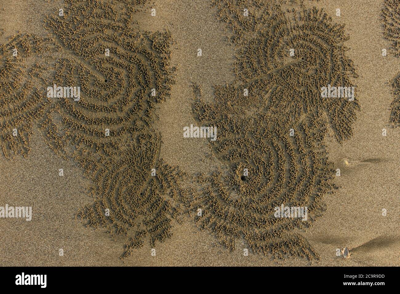 Ribbed abstract drawing in the sand from the crab. Sandy beach. Animals life. Beach background. Detail close up photo. Circle symmetry in nature. Stock Photo