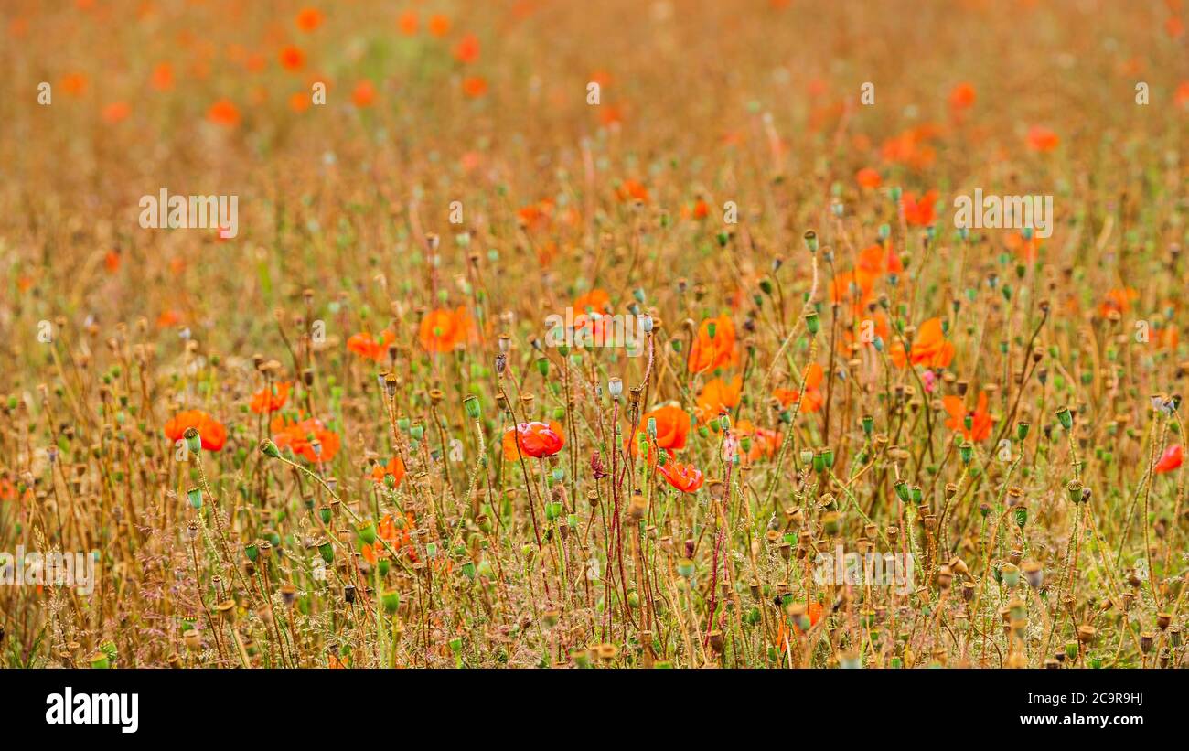 A field of poppies going to seed. Stock Photo