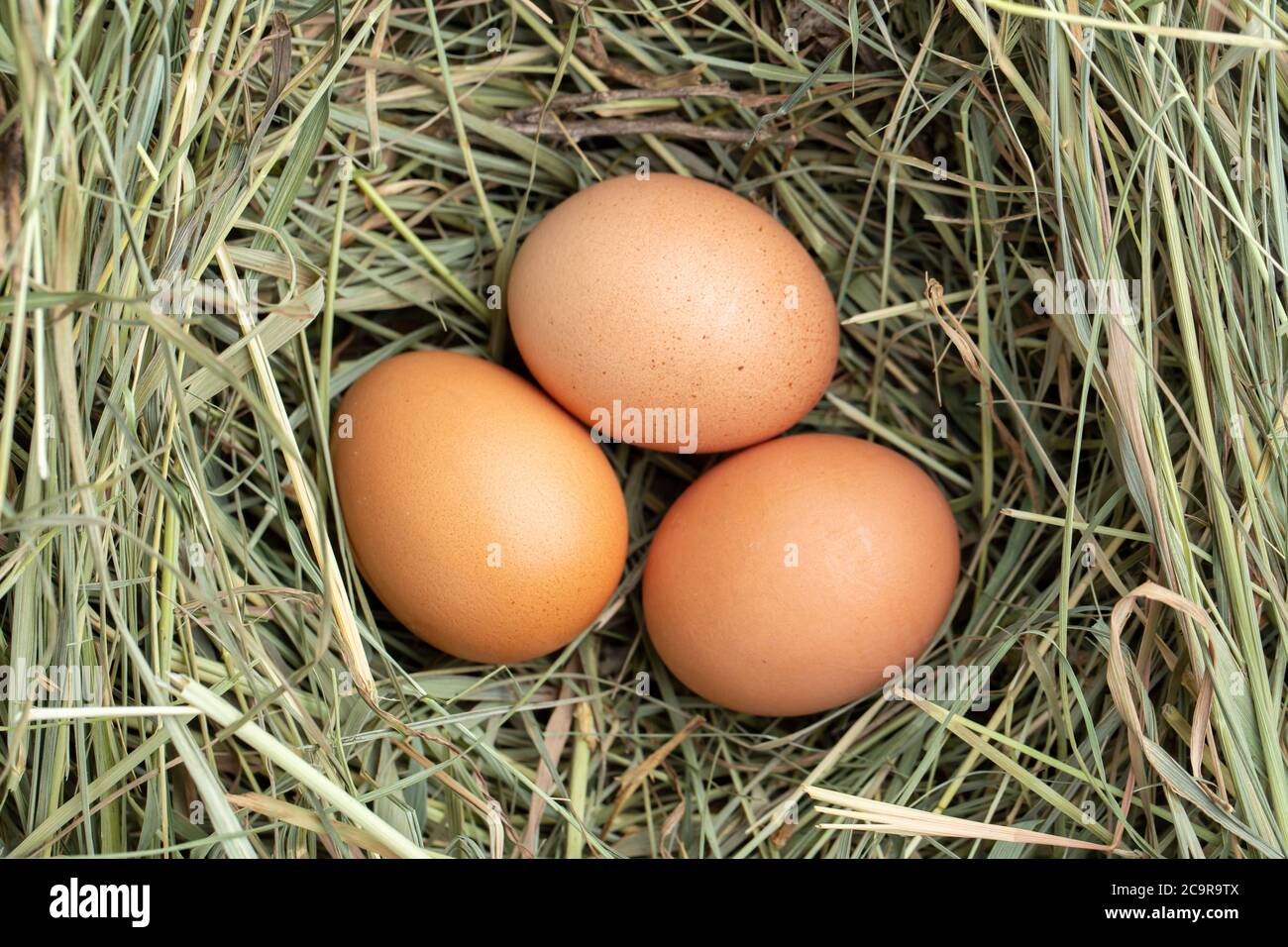 organic farm brown chicken eggs in a nest of straw Stock Photo - Alamy