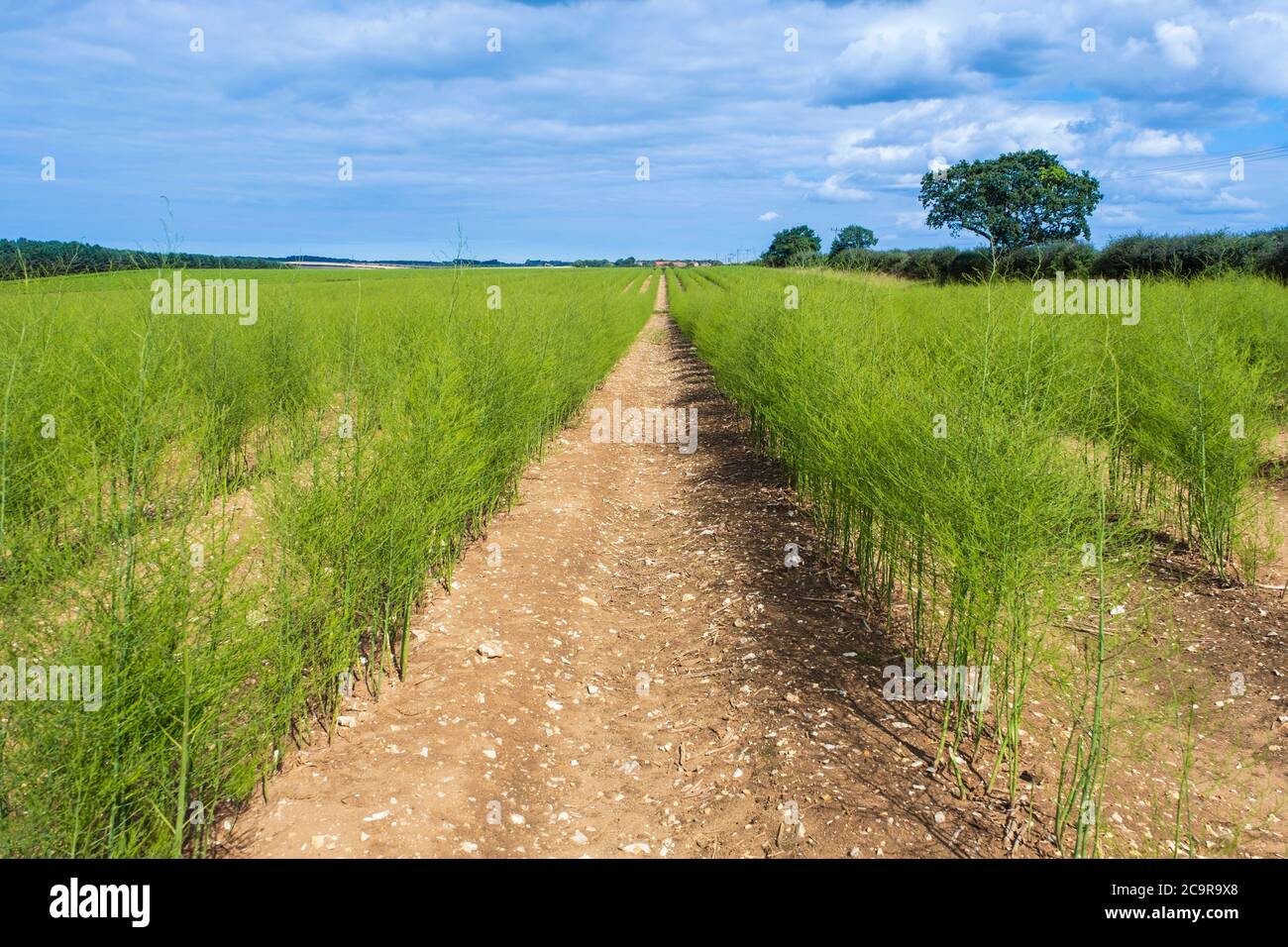 A field of Asparagus Stock Photo Alamy