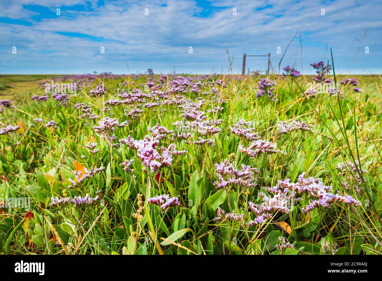 Sea lavender on the north  Norfolk marsh. Stock Photo
