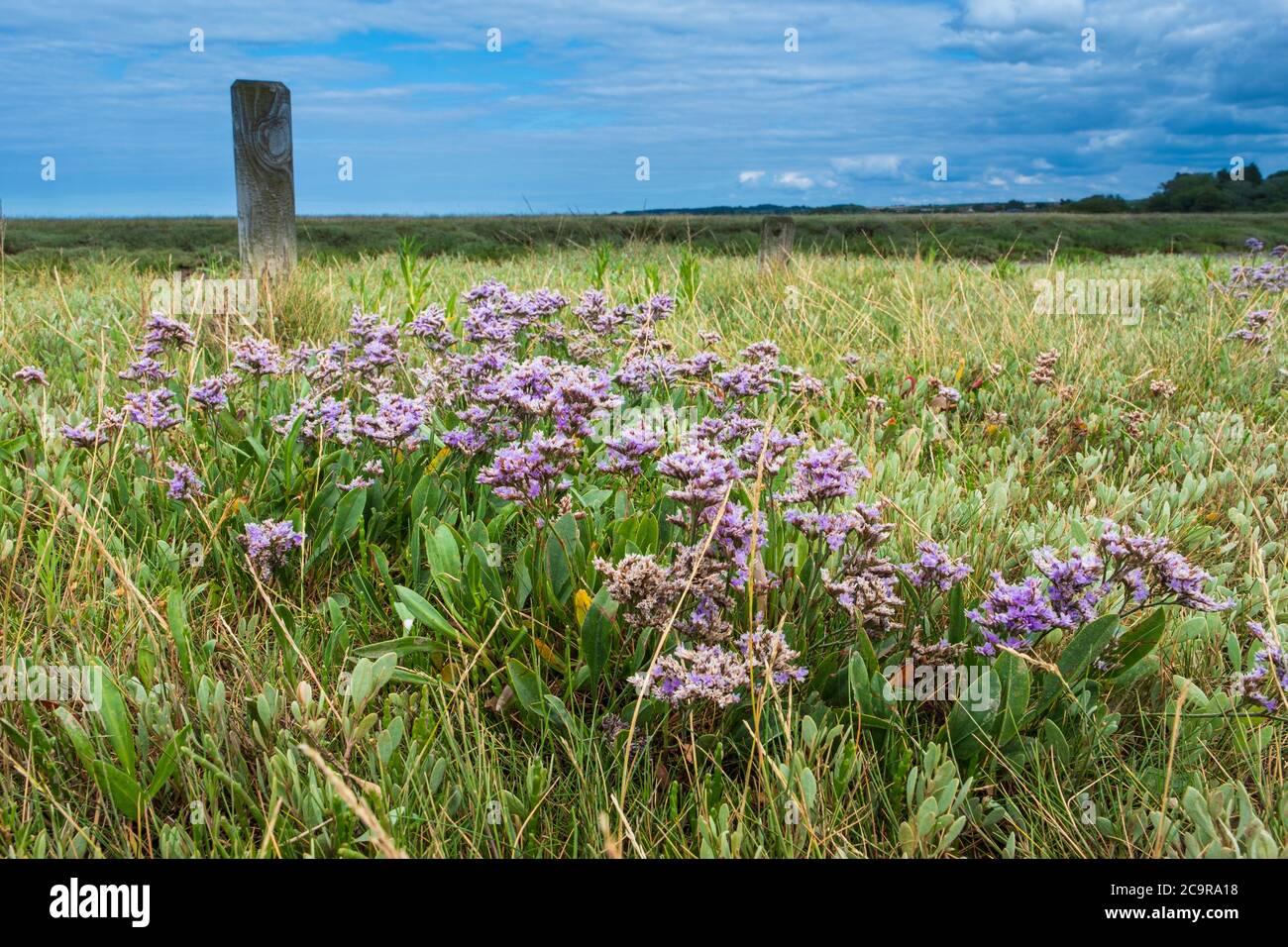 Sea lavender on the north  Norfolk marsh. Stock Photo