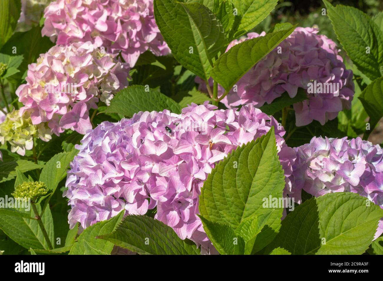 Blooming pink and purple Hydrangea flowers Hydrangea macrophylla
