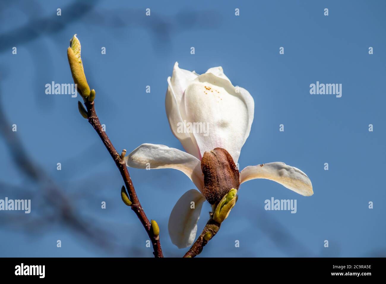 Beautiful spring magnolia in an English park in Wolverhampton Stock ...