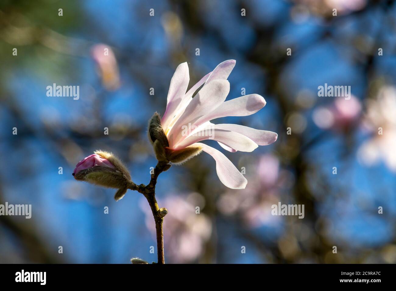 Beautiful spring magnolia in an English park in Wolverhampton Stock ...