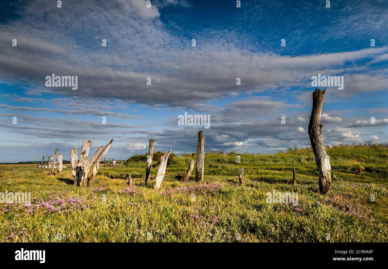Sea Lavender on the marshes by Thornham stumps. Stock Photo