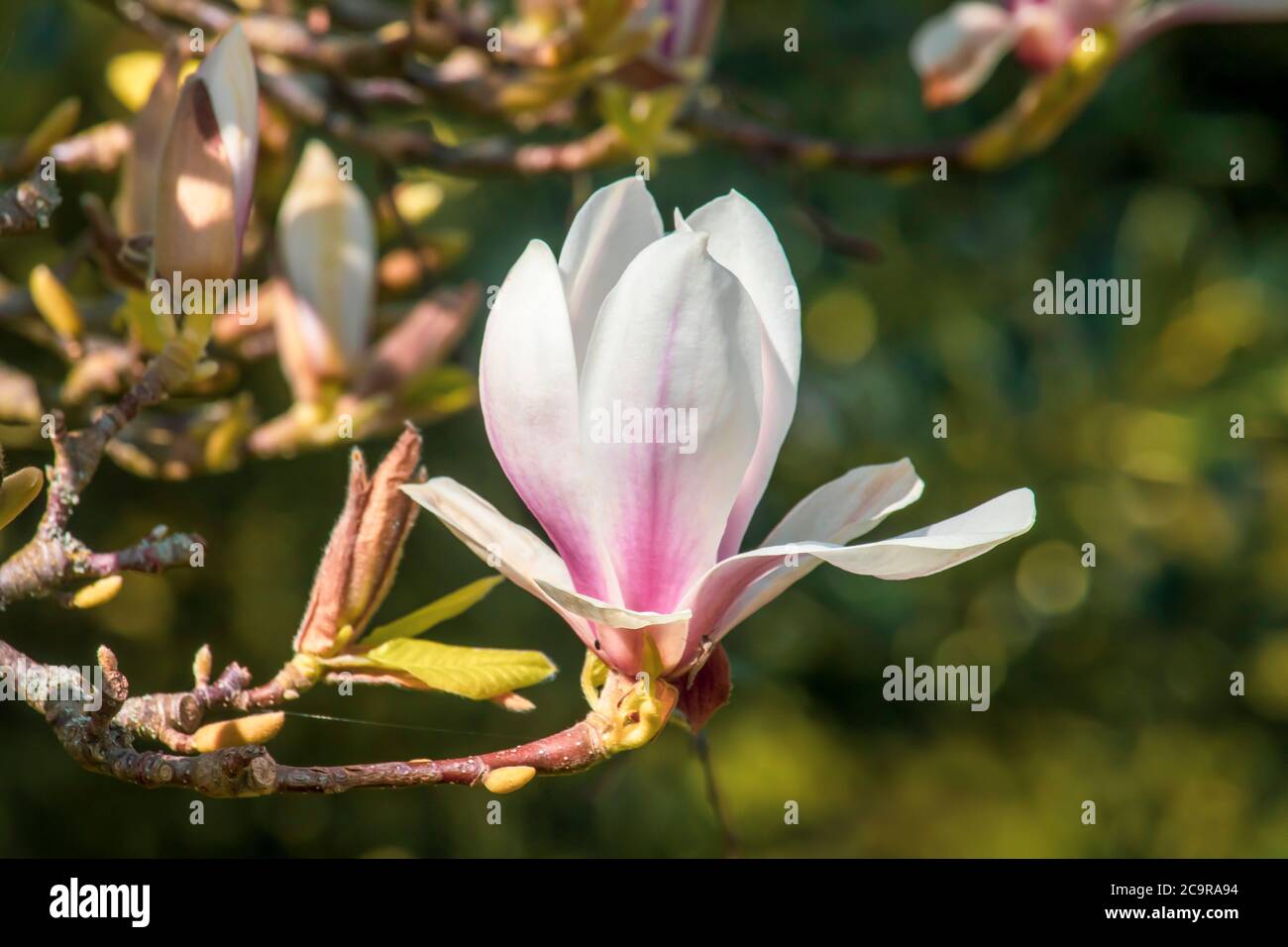 Beautiful spring magnolia in an English park in Wolverhampton Stock ...