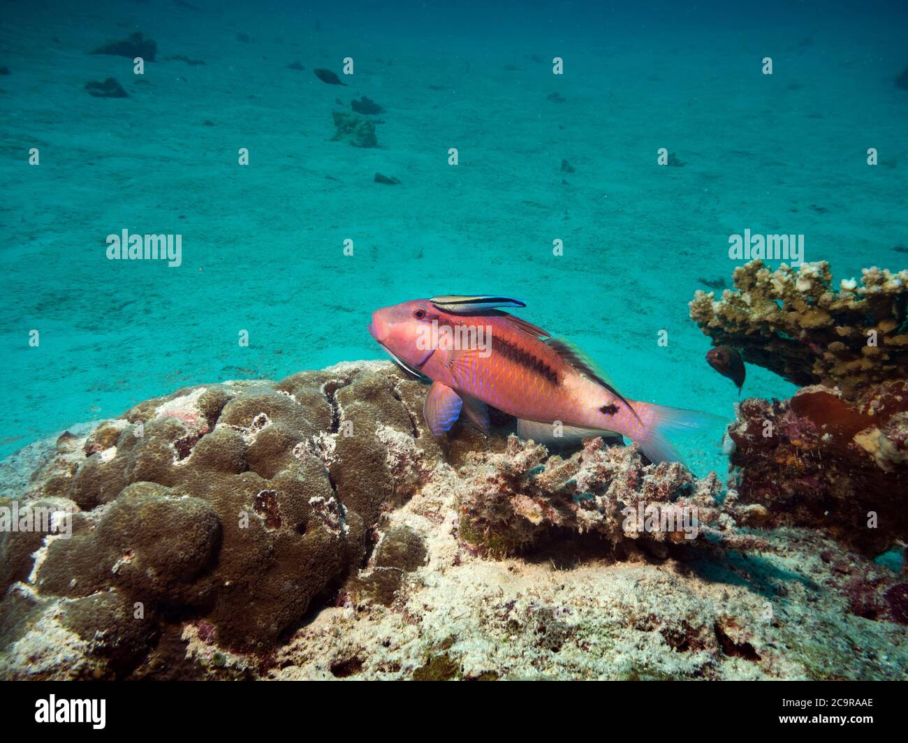 Dash-and-dot goatfish, Parupeneus barberinus, on reef with a cleaner Wrasse, Labraoides dimidiatus, in Maldives Stock Photo