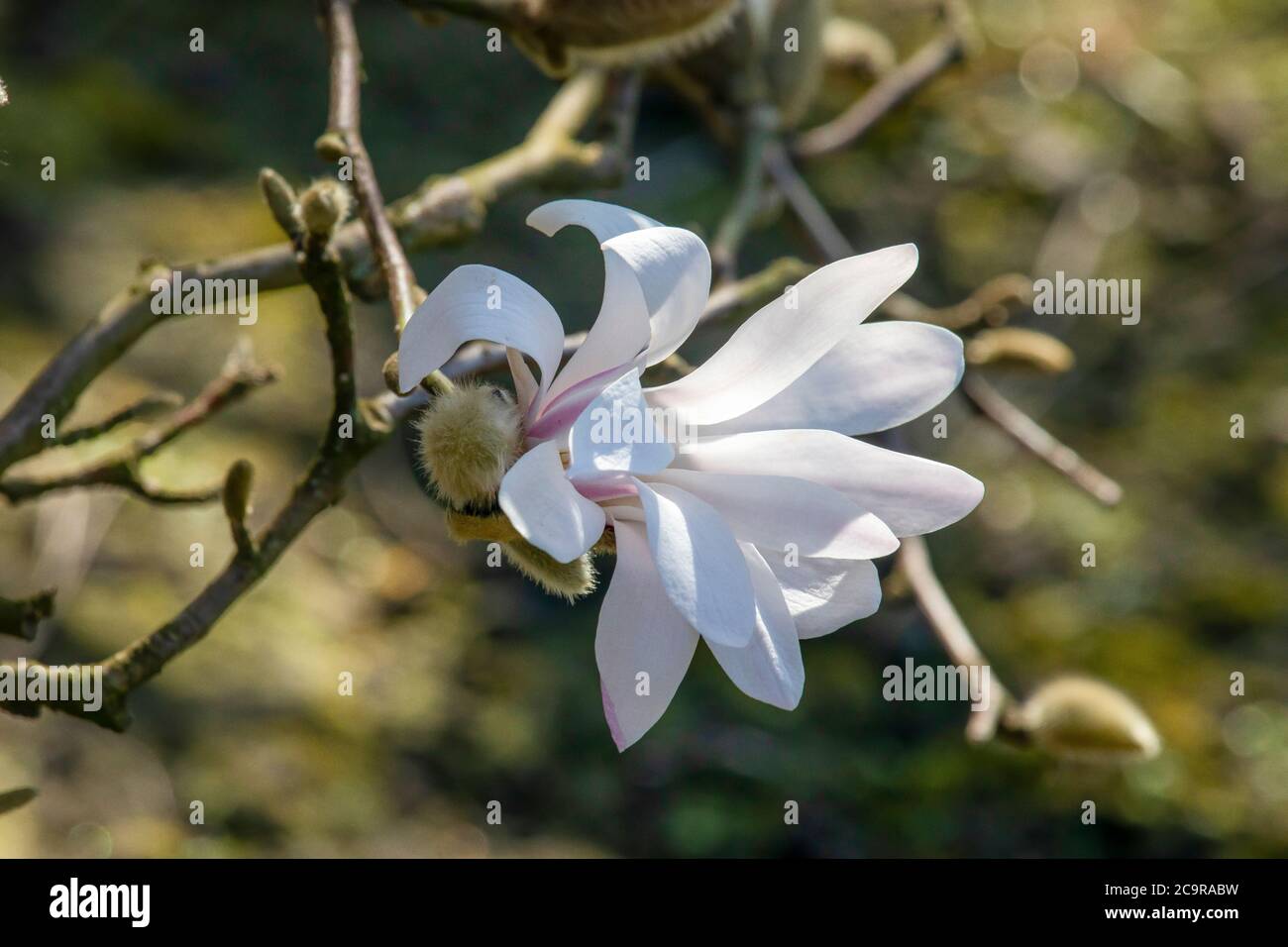 Beautiful spring magnolia in an English park in Wolverhampton Stock ...