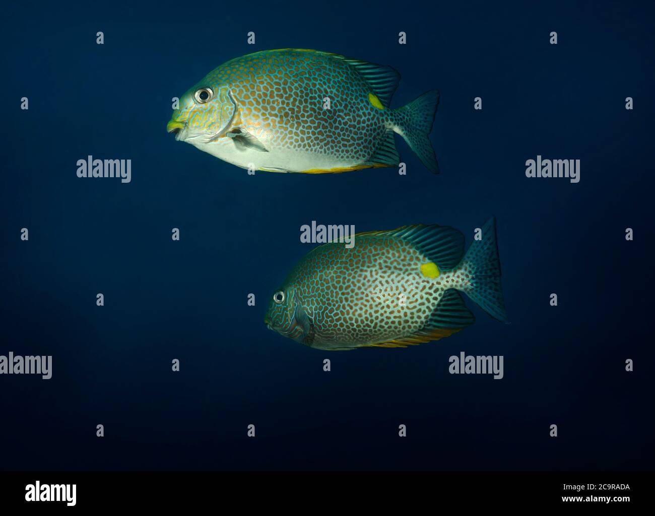 Pair of Gold saddle Rabbitfish, Siganus guttatus, swimming against plain blue background, Tulamben, Bali, Indonesia Stock Photo