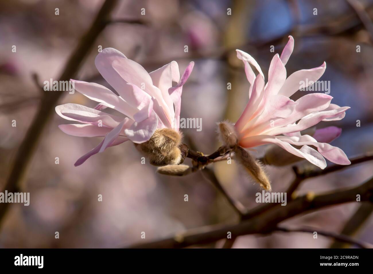 Beautiful spring magnolia in an English park in Wolverhampton Stock ...