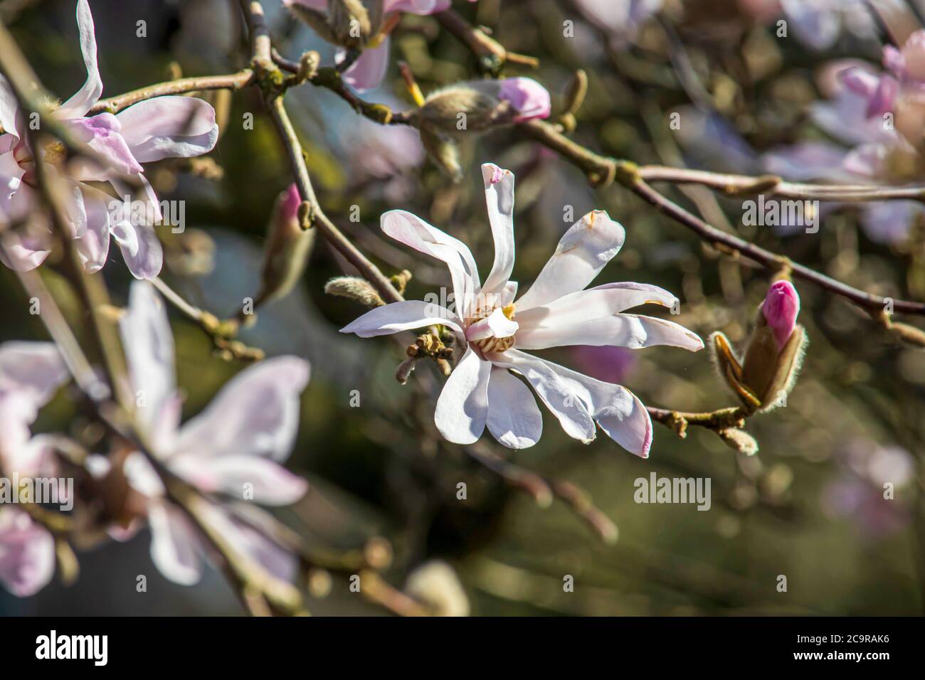 Beautiful spring magnolia in an English park in Wolverhampton Stock ...