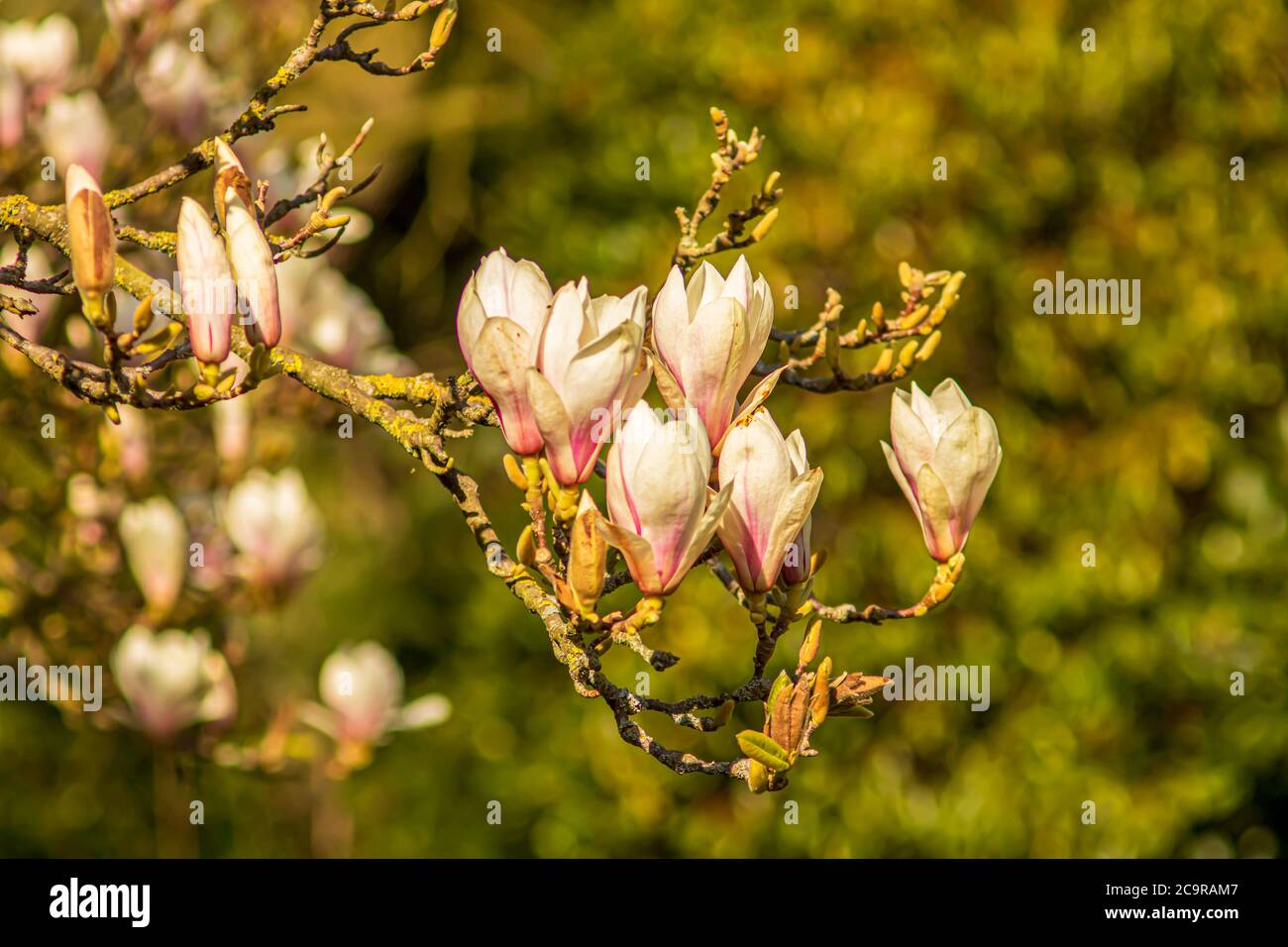 Beautiful spring magnolia in an English park in Wolverhampton Stock ...