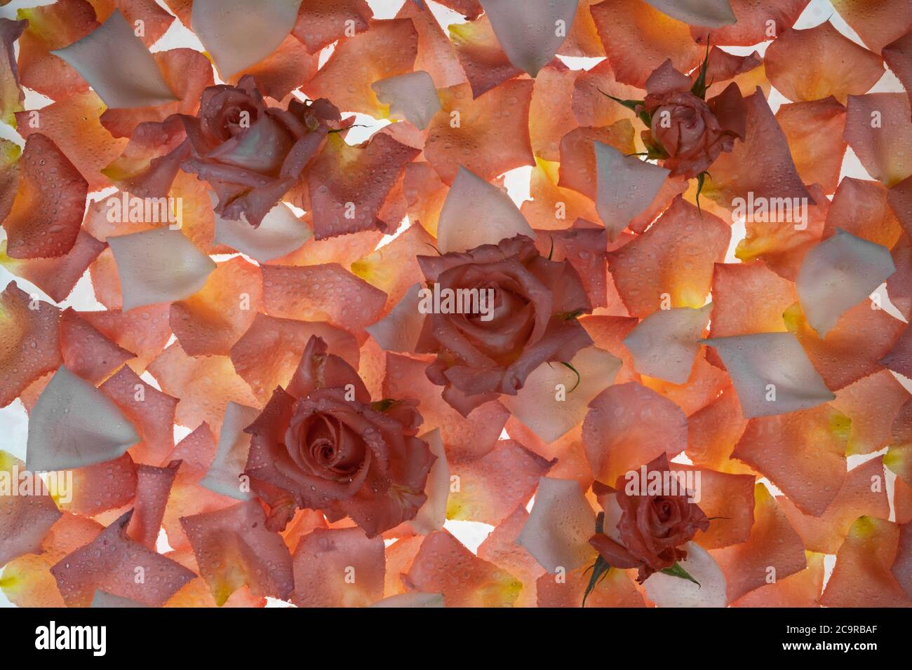 Fresh roses and petals on a white background. Petals are transparent