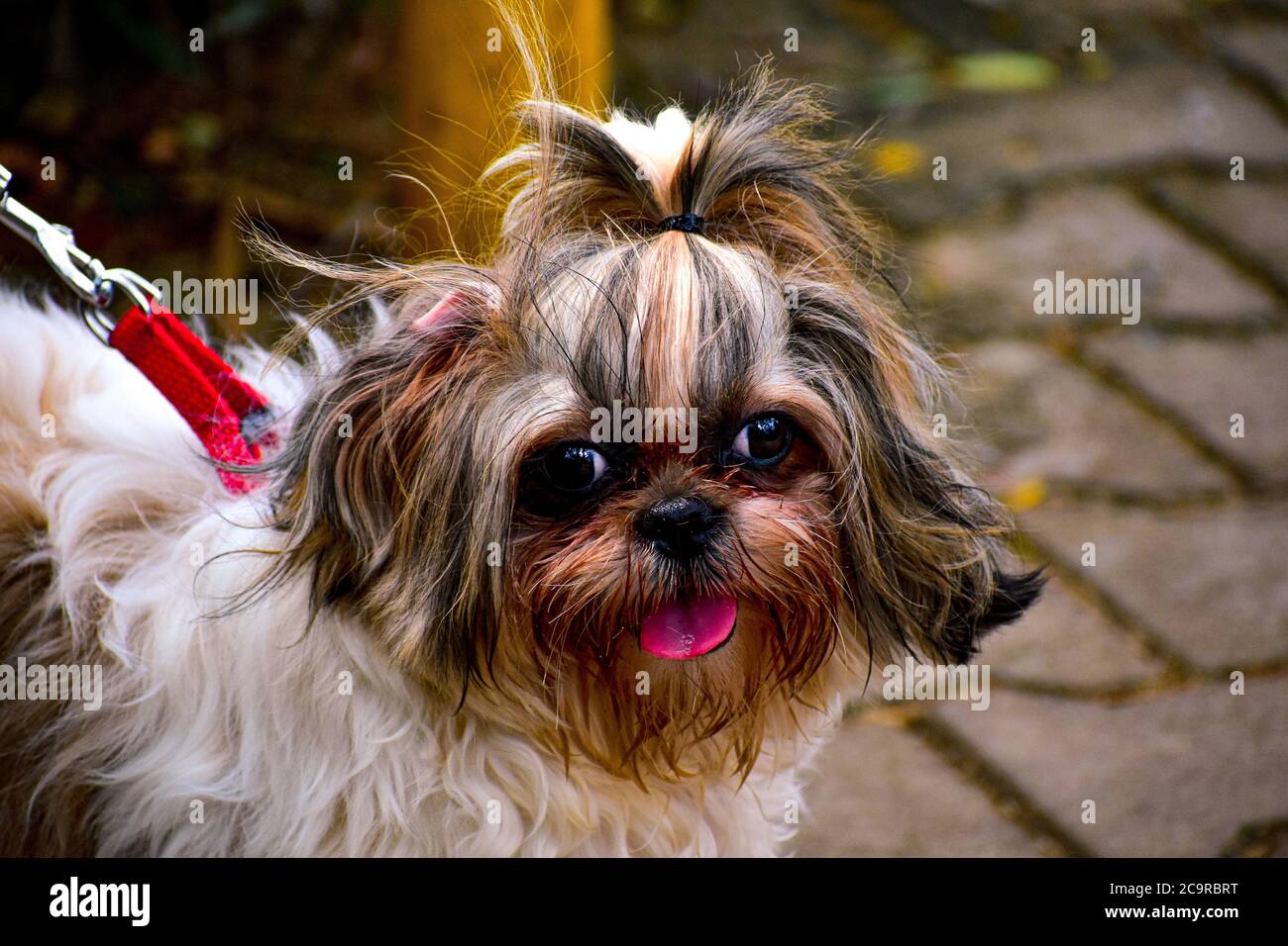 Shih Tzu dog breed with a cute pony tail on its head with tongue out photographed outside on a sunny day Stock Photo