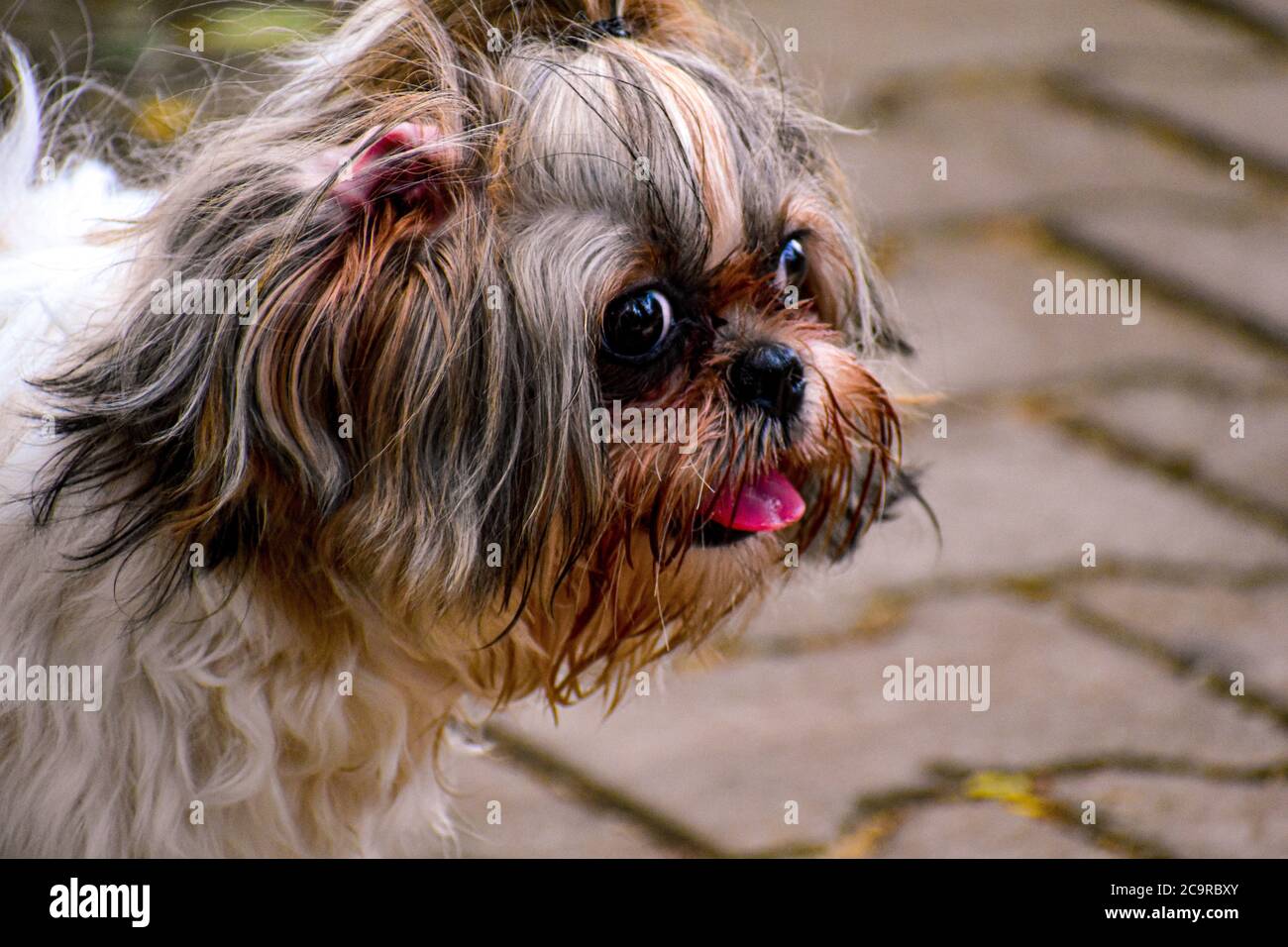 Shih Tzu dog breed with a cute pony tail on its head with tongue out photographed outside on a sunny day Stock Photo