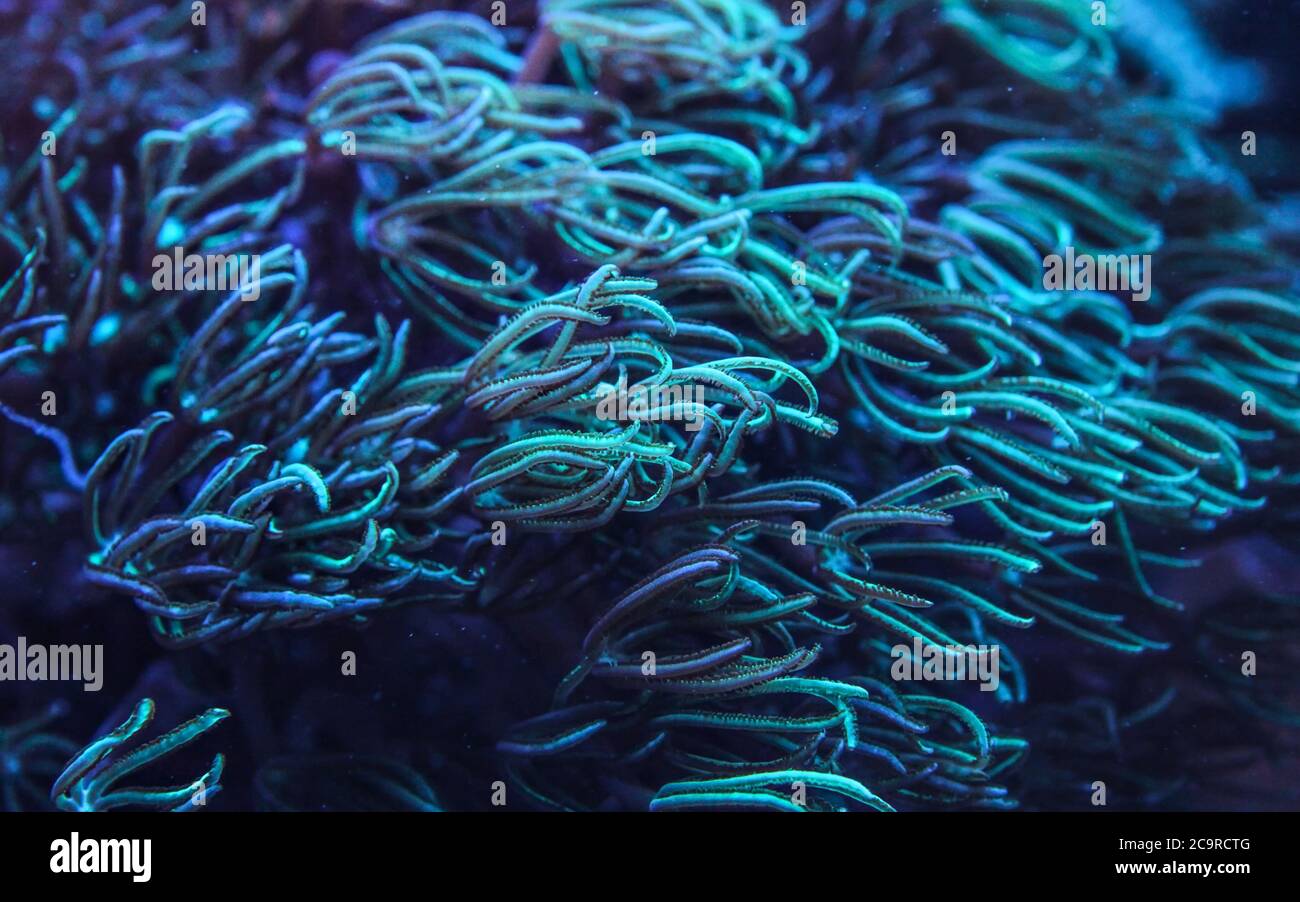 Underwater photo - coral with tentacles emitting blue under UV light, beautiful abstract marine organic background. Stock Photo