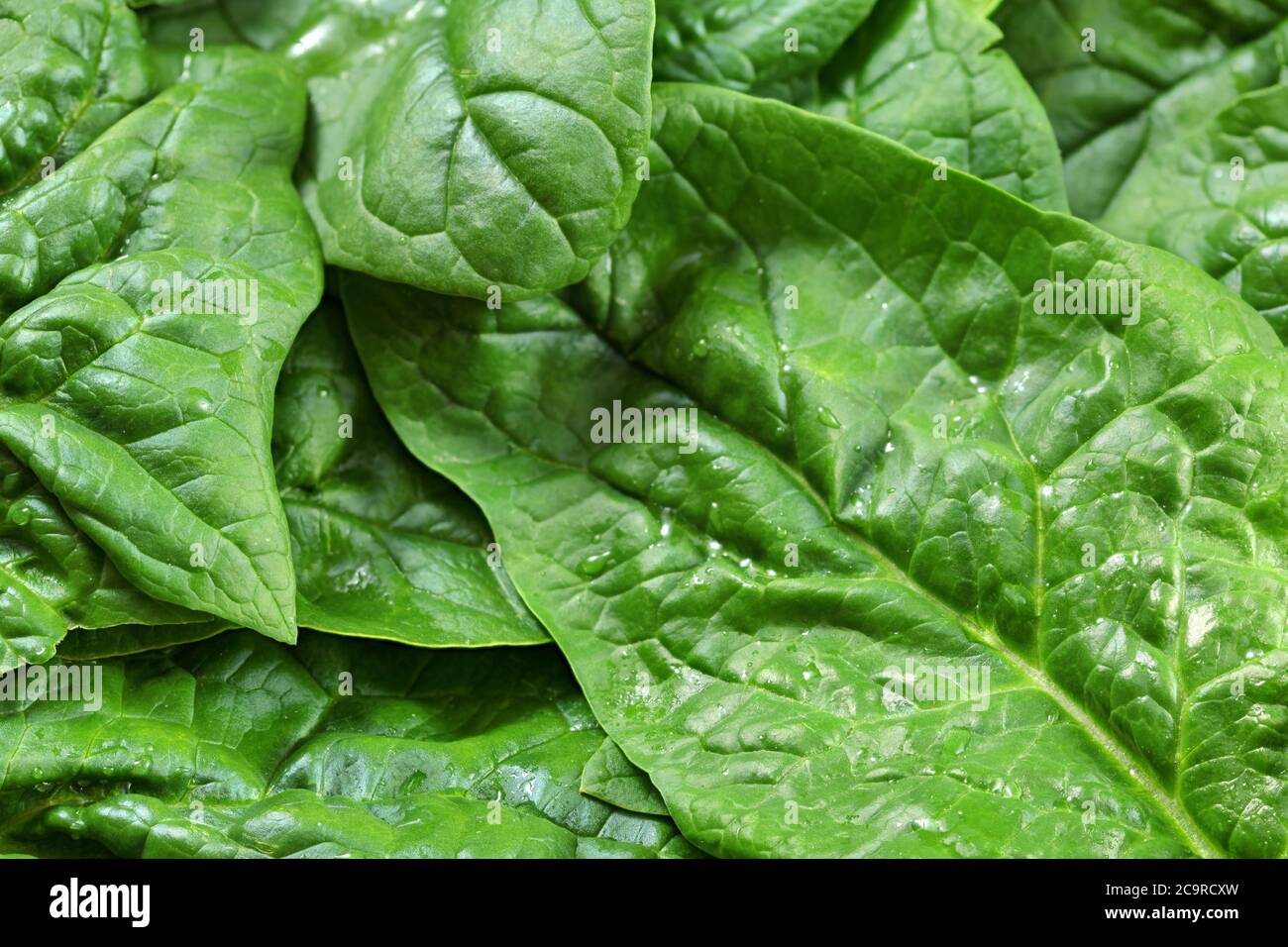 Closeup of large spinach leaves with with water drops, healthy green
