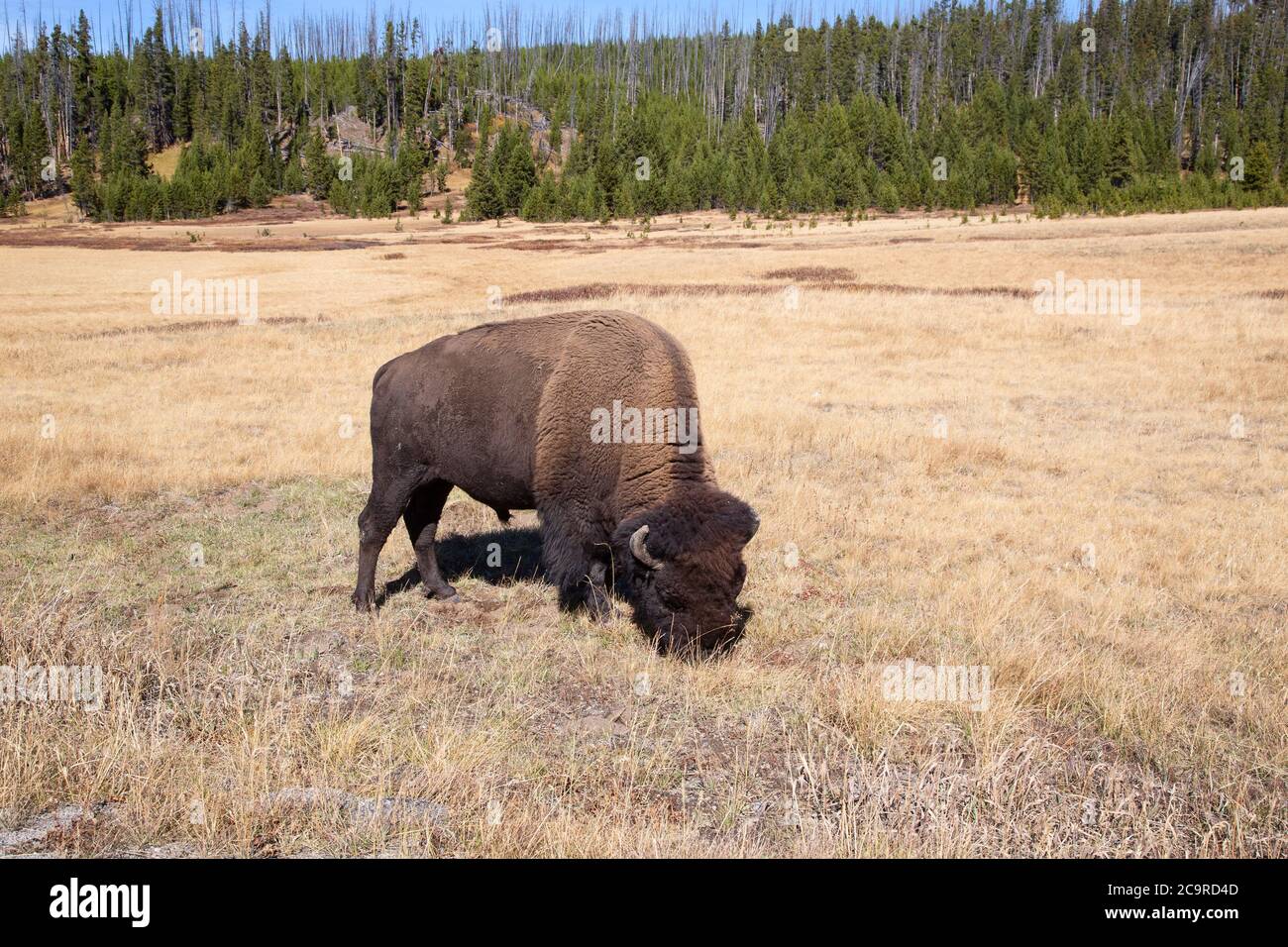 Bison in the Yellowstone national park, Wyoming, USA Stock Photo