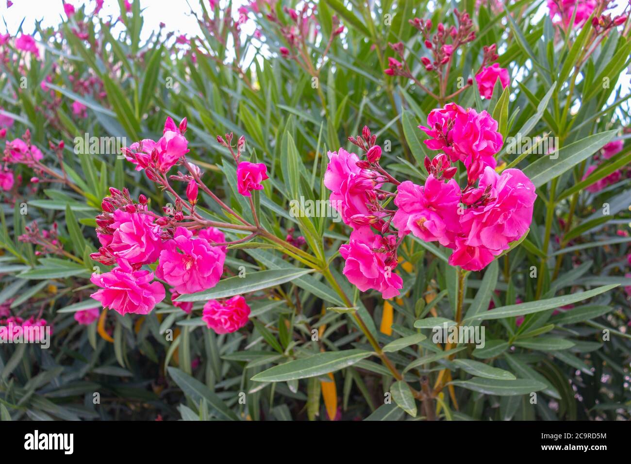 Nerium oleander known as nerium or oleander a shrub or small tree in the dogbane family Apocynaceae Stock Photo