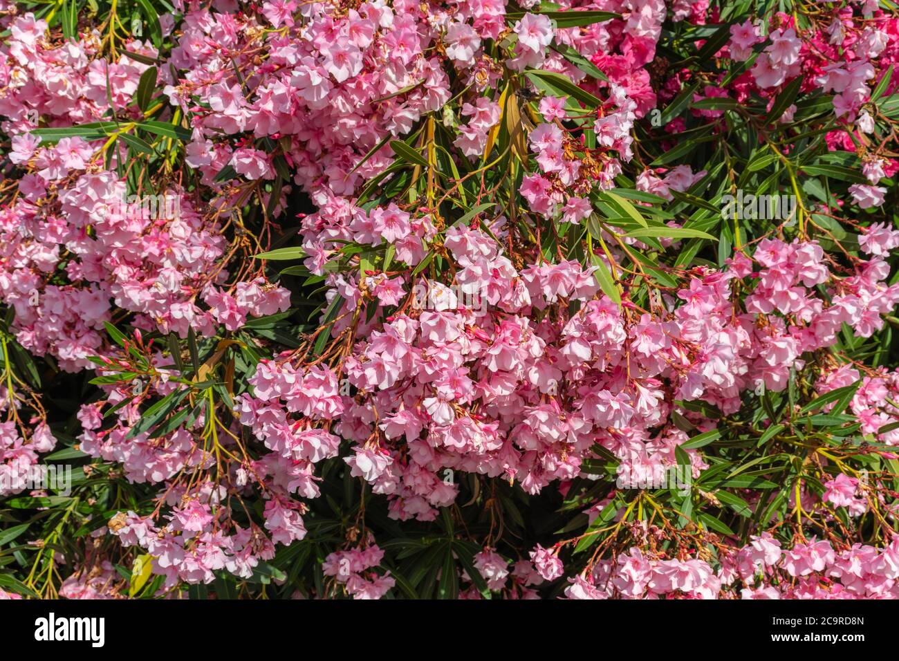 Kalmia latifolia called mountain laurel or spoonwood. A broadleaved evergreen shrub in the heather family, Ericaceae in Spain Stock Photo