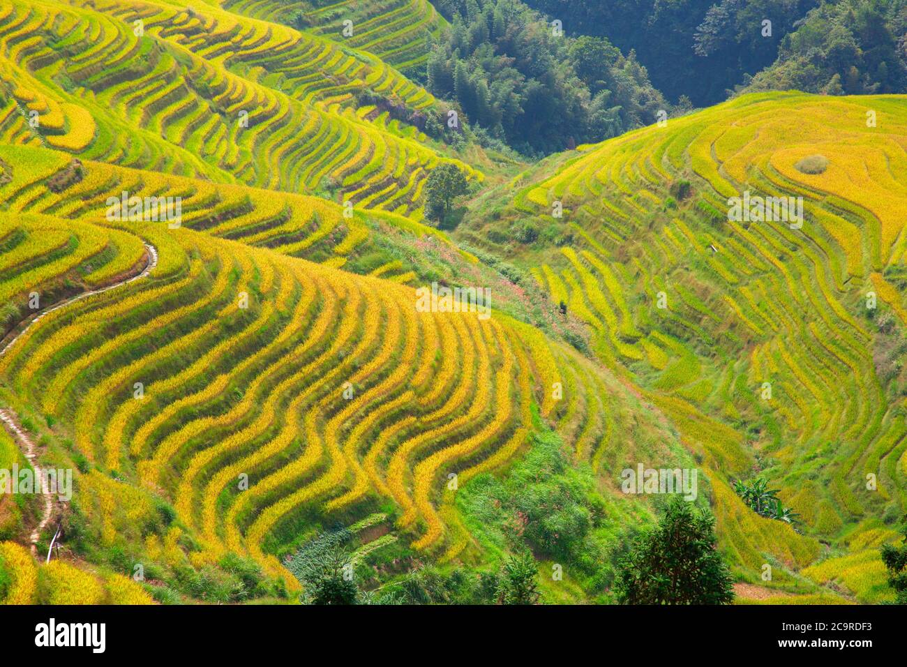 The Longsheng Rice Terraces(Dragon's Backbone) also known as Longji ...