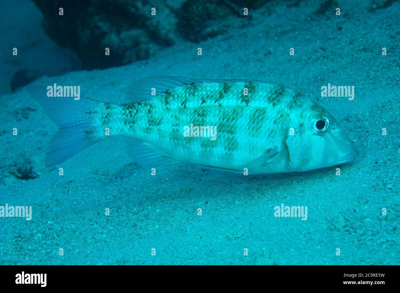 Orange-striped Emperor, Lethrinus obsoletus, on sandy sea bed, Bathala island, Maldives Stock Photo