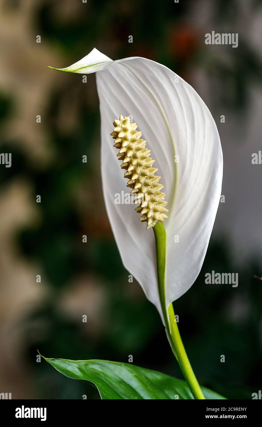 wingleaf, squambler, Spathiphyllum, white flower in full bloom, against a dark background, yellow-green flask with seeds Stock Photo