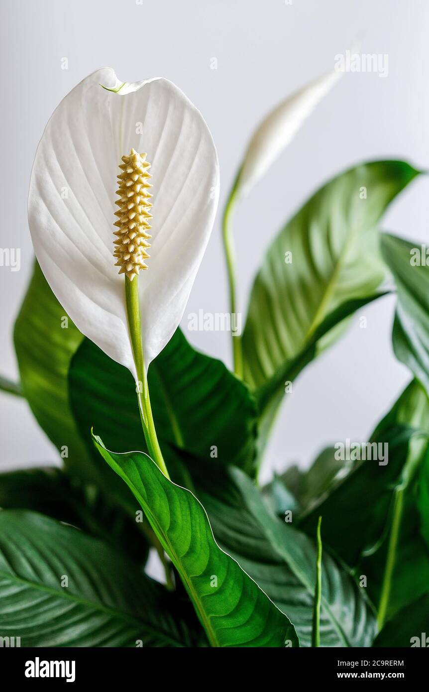 wingleaf, squabflower, Spathiphyllum, white flower in full bloom on a light background, green leaves, yellow-brown flask with seeds Stock Photo