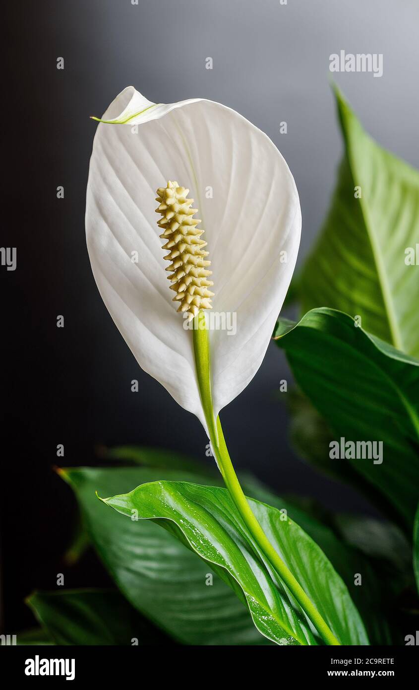 wingleaf, squambler, Spathiphyllum, white flower in full bloom, against a dark background, yellow-green flask with seeds Stock Photo