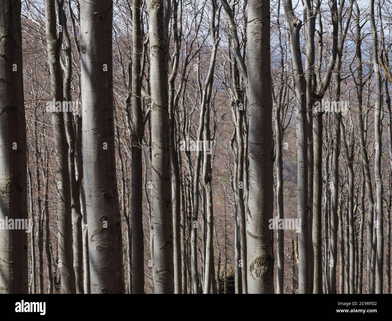 close up grey trunks of young beech trees structure with lights and ...