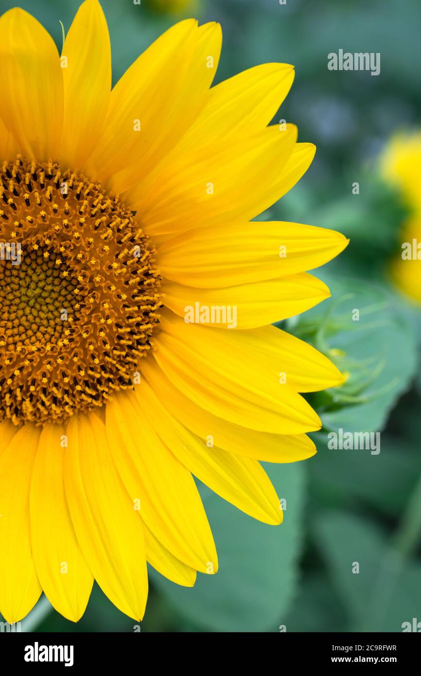Petal floral hires stock photography and images Alamy