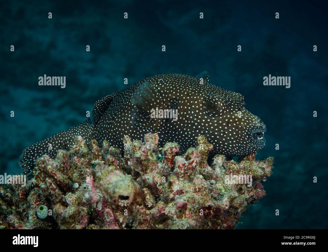 Guineafowl pufferfish, Arothron meleagris, resting on coral reef, Bathala island, Maldives Stock Photo