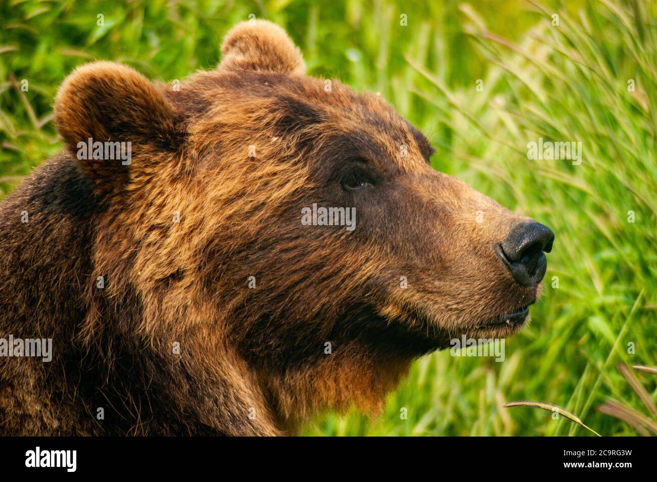 Brown Bear Watching in the Grass Stock Photo