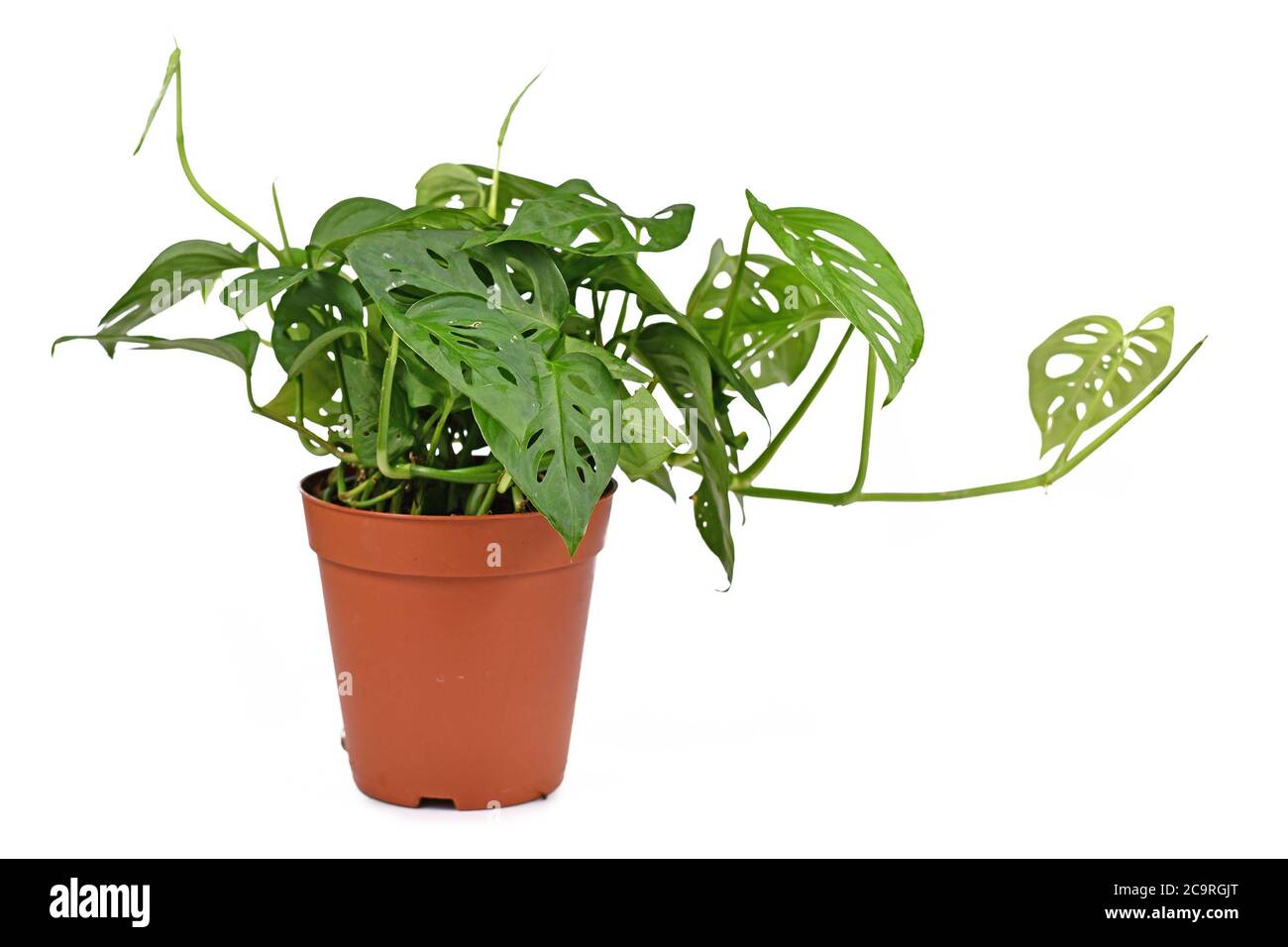 philodendron moon Philodendron red moon – Fiore's