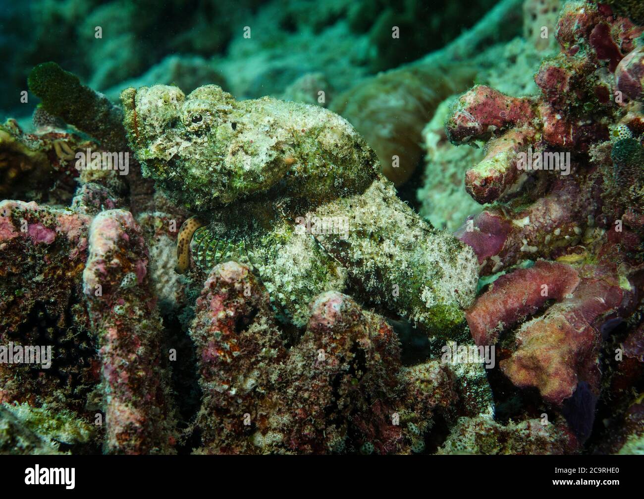 Tassled Scorpionfish, Scorpaenopsis oxycephalus, Bali, Indian Ocean, Indonesia Stock Photo