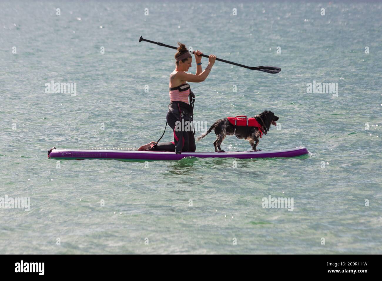 Training dogs to be stress free on a paddleboard hires stock