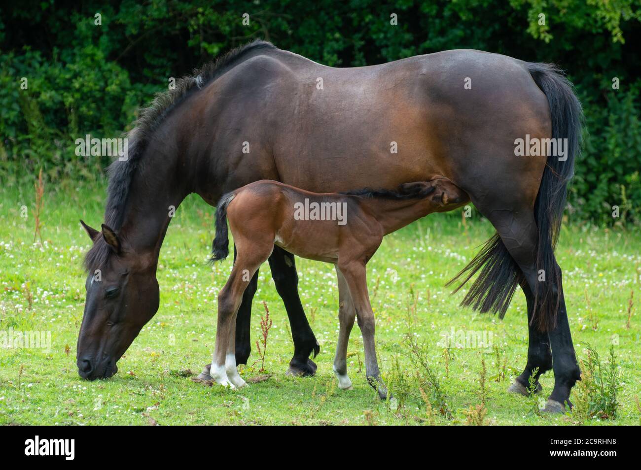 A two-week-old bay foal feeding from his mother, who is grazing, in a grass field. Stock Photo