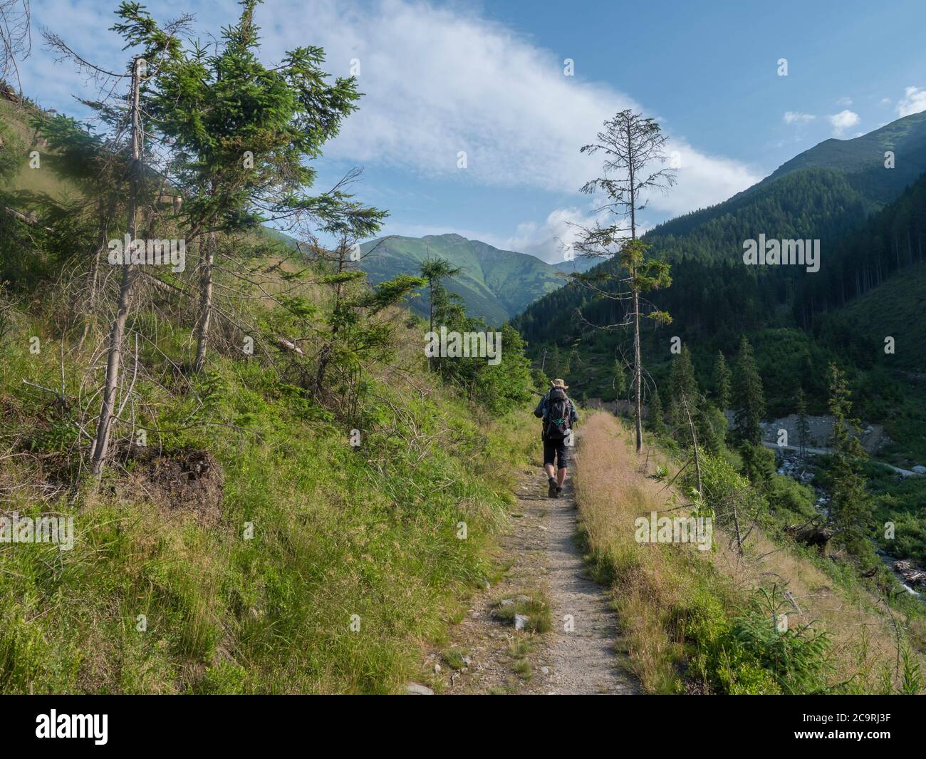 Men hiker with hat and backpack hiking on path from Ziarska dolina. Lush green grass, spruce trees and montain peaks. Western Tatras mountains, Rohace Stock Photo