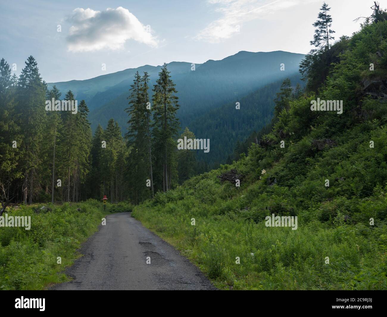 Footpath asphalt road from Ziarska dolina, beautiful nature with lush green grass, spruce trees and blue montain peaks. Western Tatras mountains Stock Photo